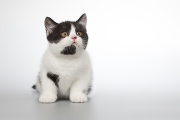 Spotty young kitten posing for portrait in studio on gray background