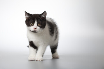 Spotty young kitten posing for portrait in studio on gray background
