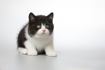 Spotty young kitten posing for portrait in studio on gray background