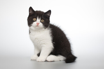Obraz premium Spotty young kitten posing for portrait in studio on gray background