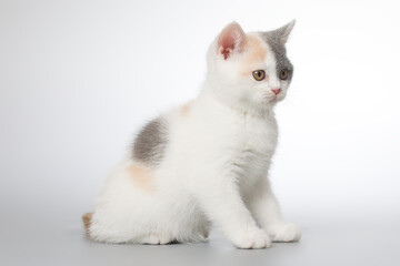 Spotty young kitten posing for portrait in studio on gray background
