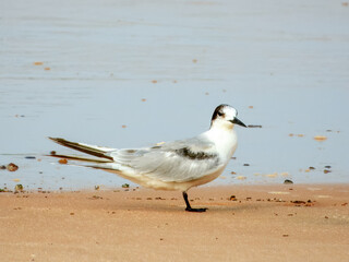 Common Tern (Sterna hirundo) in Australia