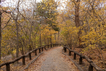 Path through the woods in central park, New York. Yellow leaves on ground and crafted log fence. No people.