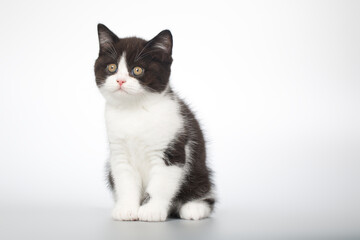 Obraz premium Spotty young kitten posing for portrait in studio on gray background