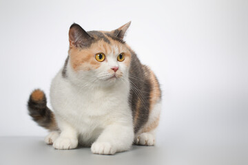 Young cat posing for portrait in studio on gray background