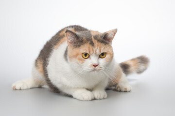 Young cat posing for portrait in studio on gray background