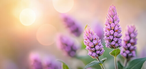 Fototapeta premium Whimsical close up of purple lavender flowers with soft sunlight glow, creating serene atmosphere
