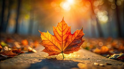 fallen maple leaf in backlight, autumn leaves, nature photography, fall landscape