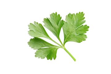 Coriander parsley leaves isolated on white background clipping path