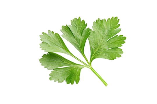 Coriander parsley leaves isolated on white background clipping path