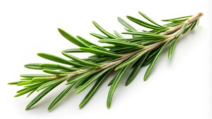 Fototapeta premium Fresh rosemary twig on a white background, herb fresh rosemary sprig