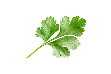 Coriander parsley leaves isolated on white background clipping path
