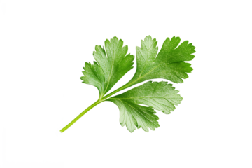 Coriander parsley leaves isolated on white background clipping path