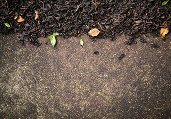 Obraz premium Dried Tea Leaves on Rough Stone Surface Background