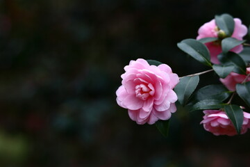 冬の寒空に咲く