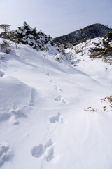 冬の北八ヶ岳、兎の足跡が続く坪庭