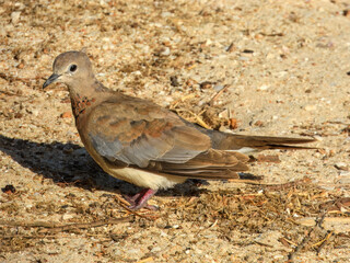 Laughing Turtle-Dove (Streptopelia senegalensis) in Australia