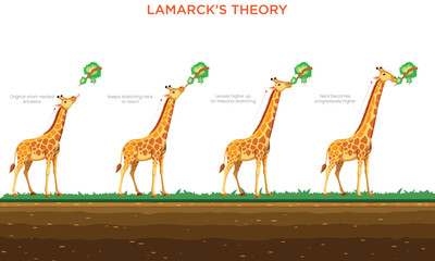 Illustration of Lamarck Theory Giraffe Neck Growing Longer to Reach Leaves