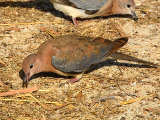 Laughing Turtle-Dove (Streptopelia senegalensis) in Australia