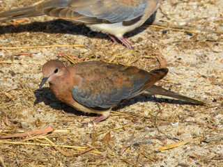 Laughing Turtle-Dove (Streptopelia senegalensis) in Australia