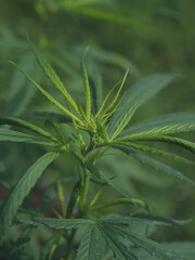 Beautiful cannabis shoots in the garden.