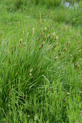 Vertical closeup on a Dense Sedge grass plant, Carex densa in Northern Oregon