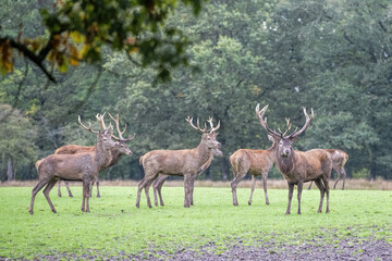 deer in the meadows rutting period