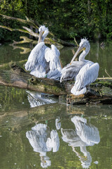 pelicans at the water's edge
