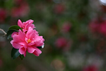 Fototapeta premium 冬の寒空に咲く