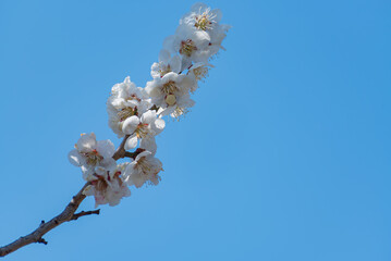 晴れた日に咲く梅の花