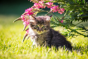 Little kitten sitting on the grass with flowers in the  summer garden