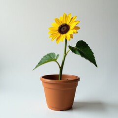 Obraz premium isolated dried sunflower stem in a brown ceramic pot, garden, plant, nature