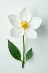 Obraz premium A single white flower with large petals against a clean white background, petals, garden