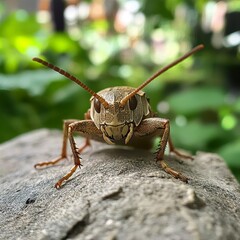 Fototapeta premium Close-up shot of a cricket on a rock