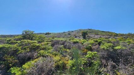 Prickly Dryandra (Banksia falcata) in Australia