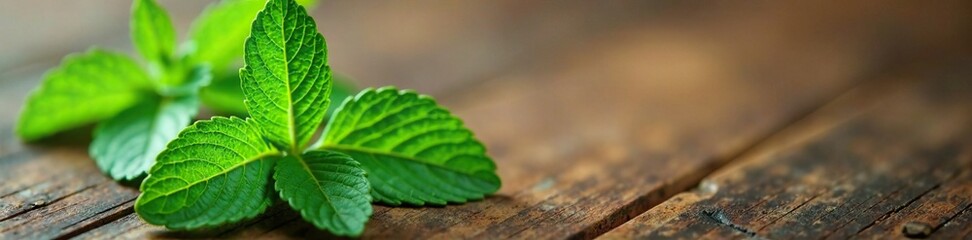 Fresh organic peppermint plant green leaf on a wooden table, herb, closeup