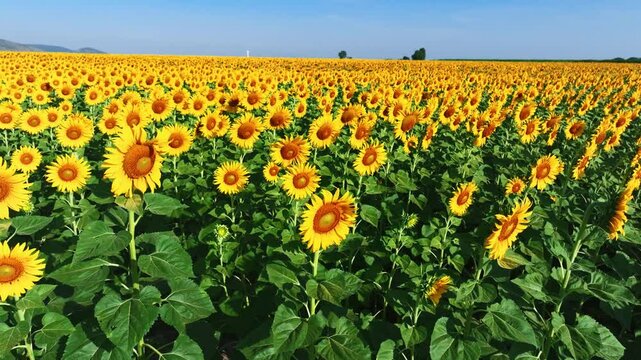 Sunflower field concept background, bright yellow flowers in the garden and clear sky 
