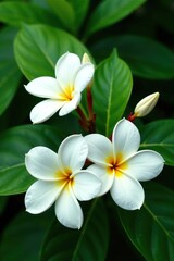 beautiful white plumeria flowers arranged in a loose bouquet on a lush green foliage background, floral bouquet, white plumeria flowers, botanical