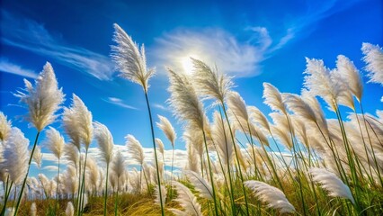 Obraz premium Serene Pampas Grass Field Under Blue Sky - Architectural Photography Stock Photo