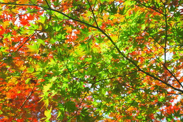 【カエデ】秋にirotod鮮やかに輝く色とりどりの楓【紅葉】