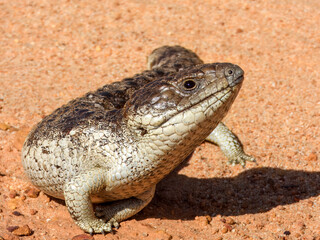 Shingleback lizard (Tiliqua rugosa) in Australia