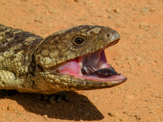 Shingleback lizard (Tiliqua rugosa) in Australia