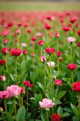 Obraz premium Distant view of a field with thousands of red rose buds scattered among the grass blades in shades of pink and white, natural, pink
