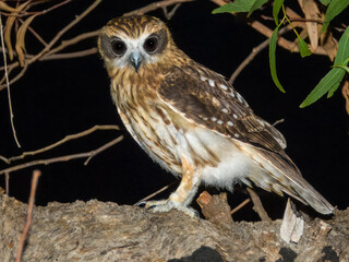 Australian Boobook (Ninox boobook) in Australia