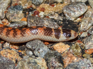 Southern Shovel-nosed Snake (Brachyurophis semifasciatus) in Australia
