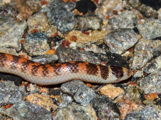 Southern Shovel-nosed Snake (Brachyurophis semifasciatus) in Australia