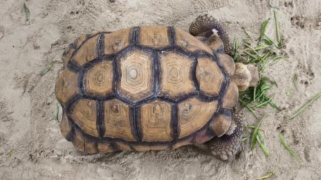 Large brown sea turtle in its natural habitat