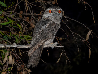 Tawny Frogmouth (Podargus strigoides) in Australia