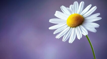 Naklejka premium Single white daisy on purple background.