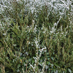 Snow-covered greenery in winter landscape showcasing shrubs and foliage in a serene natural setting